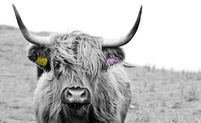 Purple ear tags launched to promote better mental well-being in rural communities