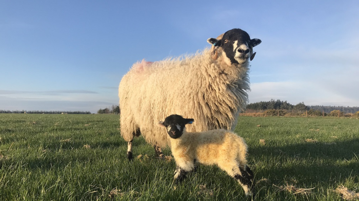 Managing sheep lameness requires a concerted approach