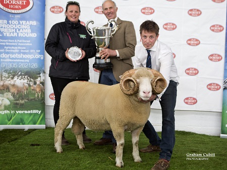 Quality Dorset sheep kick off sale season at Exeter May Fair