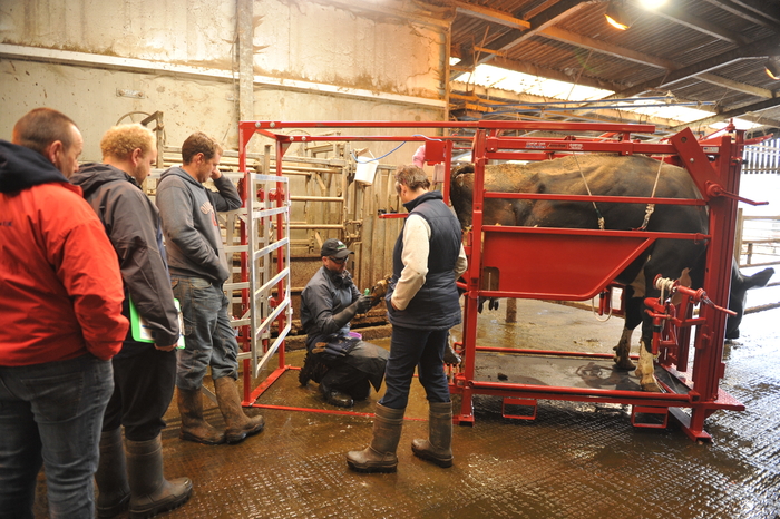 Welsh dairy farmers urged to protect herd foot health with early lameness detection