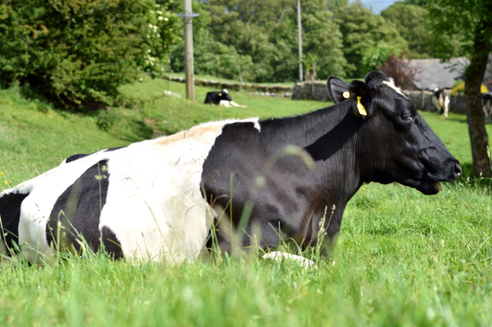 Red Tractor opens consultation on dairy standards