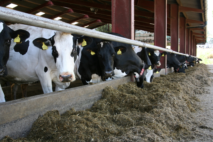 Initial silage results indicate prospects for the winter