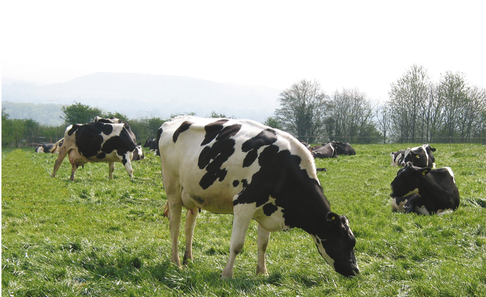 Mitigate butterfat depression during seasonal grazing conditions