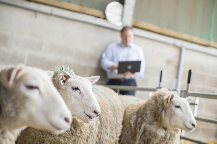 New CPD course offers unique insight into ruminant nutrition