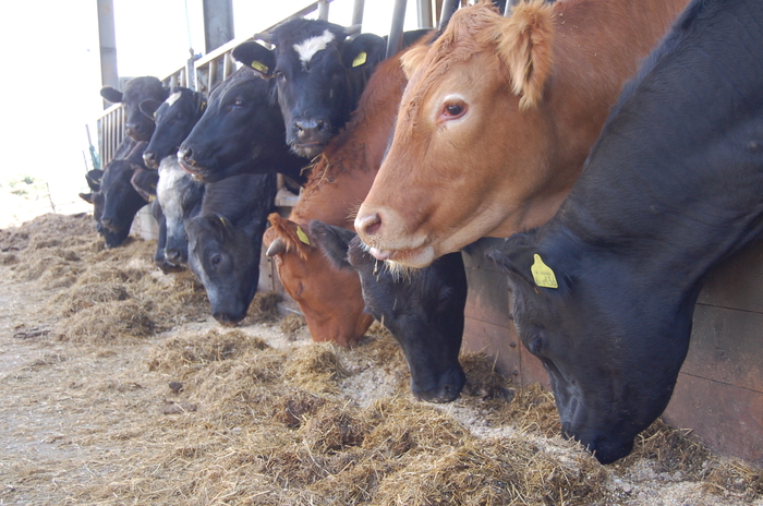 BSAS accreditation scheme will ‘reinforce the UK’s position at the forefront of high welfare and efficient animal production systems’