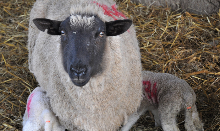 Reduce lamb losses by thorough use of disinfectant