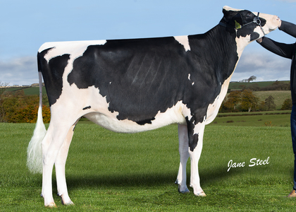 World class genetics from across the UK featuring in Harrison & Hetherington’s annual Black and White Sale