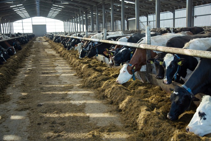 Optimising winter dairy rations for cow performance