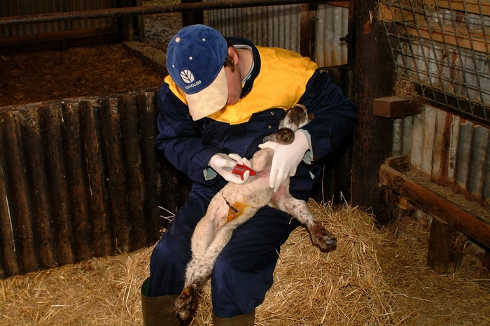 UK sheep farmers keen to learn more about the benefits of flock vaccination against orf