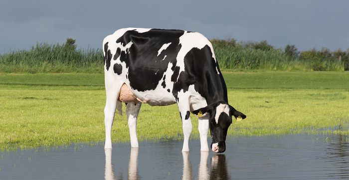 VikingGenetics ́ female genomic testing now available in the UK