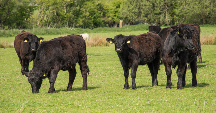 RABDF sets record straight on dairy sector’s greenhouse gas emissions