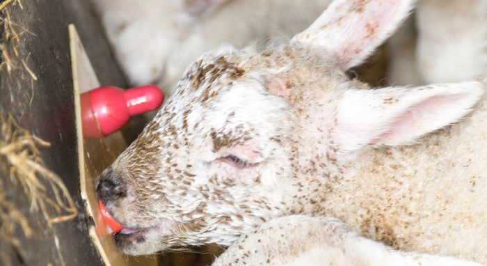 Shepherds urged to feed more good quality colostrum