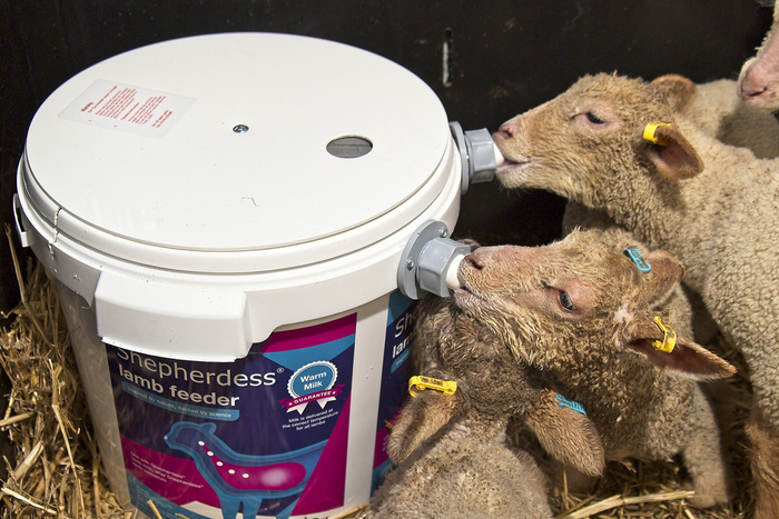 Lamb milk needs a good mix