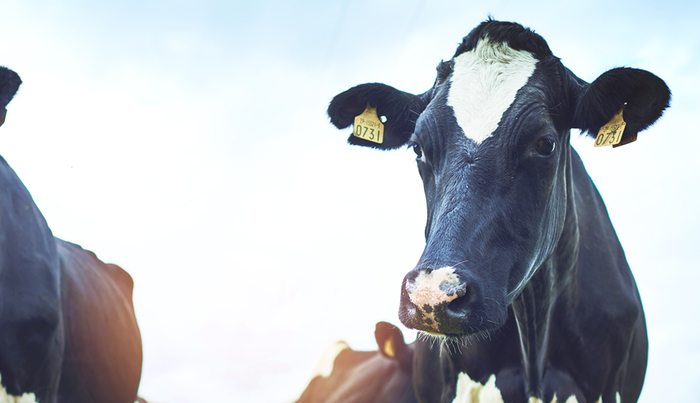 Ceva launches new ‘Wave goodbye to pain’ in cattle campaign