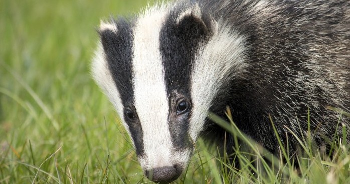 Government plan to eradicate bovine tuberculosis retains culling option