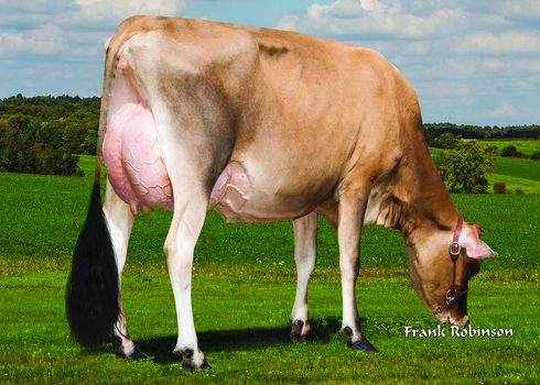 Shake-up in the Jerseys sees new number one bull