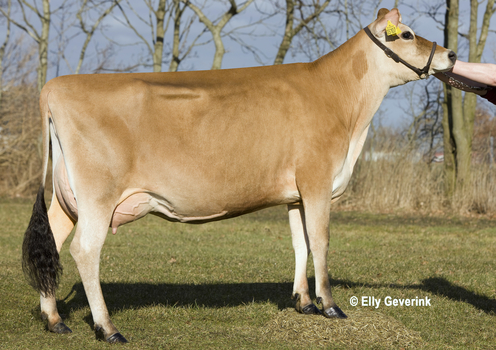 Jerseys and Holsteins share spoils in spring block calving ranking
