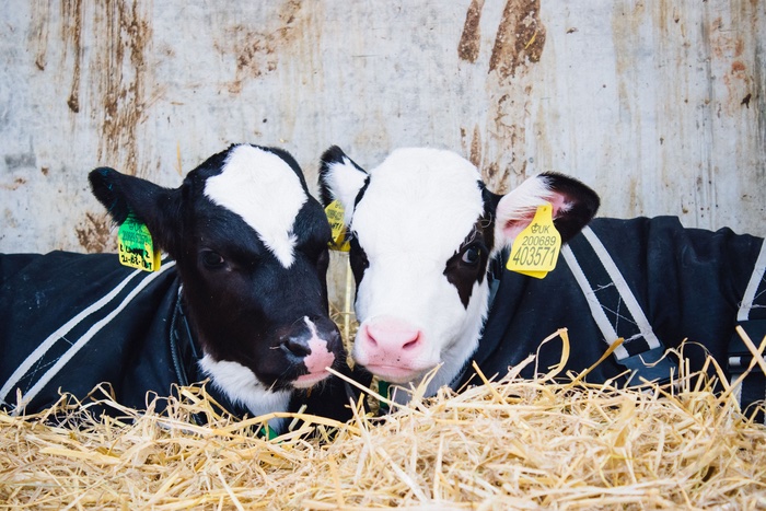 British farmer support from Volac