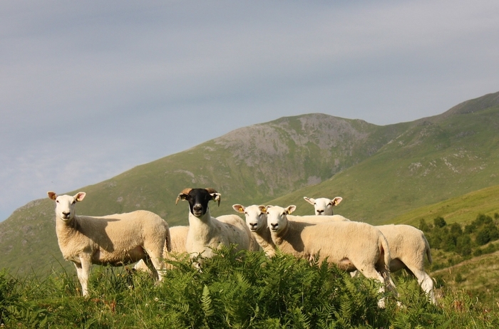 Raising the bar on sheep health and nutrition