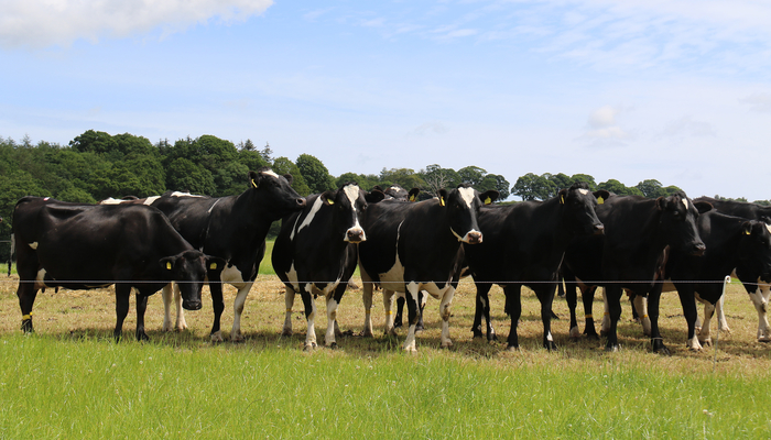 Reducing infection pressure while staying in compliance with restricted drying off protocols