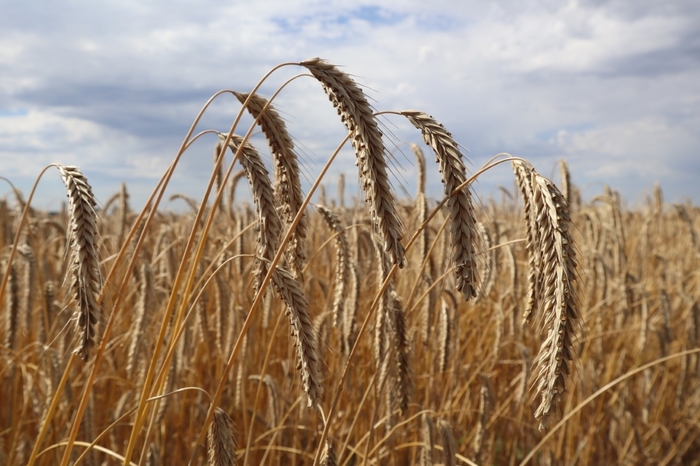 Surge in interest in growing hybrid rye for grain set to continue