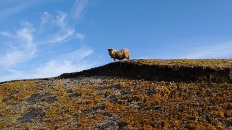 SRUC technology project to study sheep welfare management