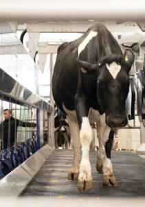 De Laval Parlour P500 Cow Entering @300