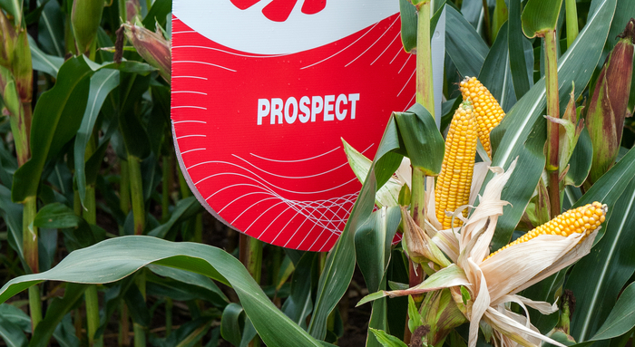 The best prospect for quality maize