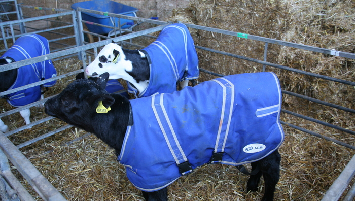 New solution to reducing consequences of calf dehydration