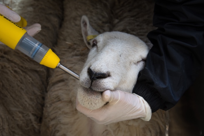 Survey reveals high level of industry engagement with AMTRA and its Registered Animal Medicines Advisors