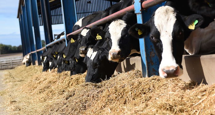 UK dairy trial shows energy-booster promotes lasting yield increases