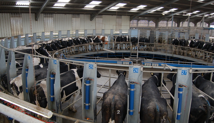 What does good look like for dairy businesses?