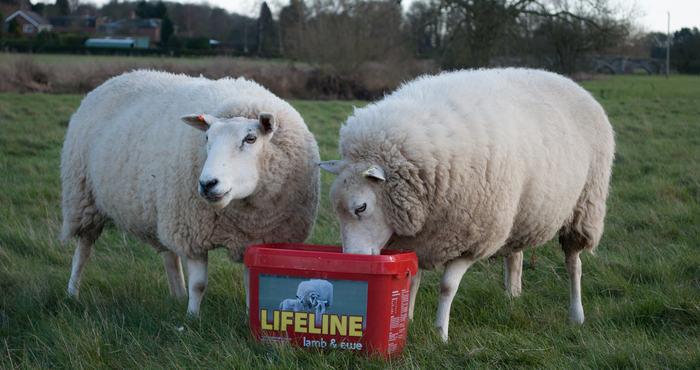 Managing ewe nutrition in late pregnancy essential to flock performance