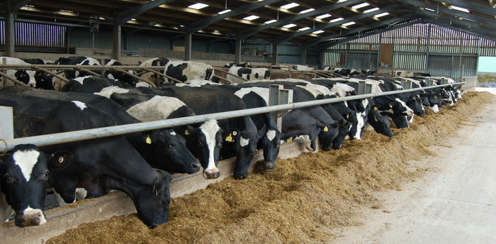 Don’t compromise dairy performance by underestimating mycotoxin contamination Opportunities ahead for UK liquid milk sector