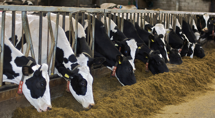 Automatic monitoring device detects disease in livestock