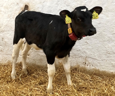 Nine Northern Ireland heifers in Top 20 of UK database