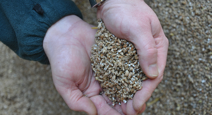 Alkalise cereals to offset high bought-in protein costs