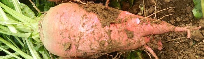 New fodder beet ‘in the pink’