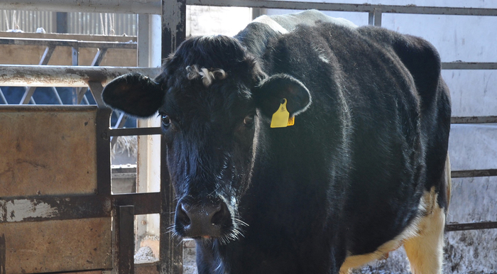 Test clamp for seasonal diet management