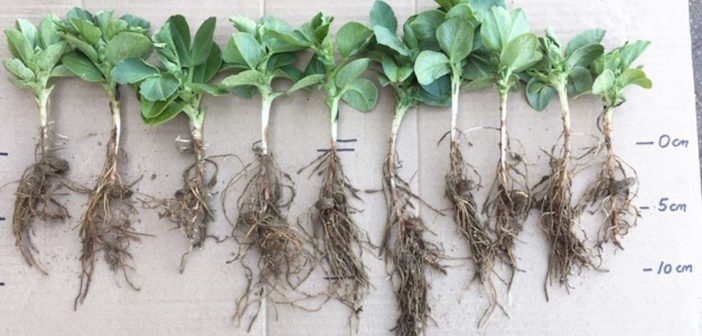 Unlock phosphorus supply for spring crops agrovista_phosphorus_liberator