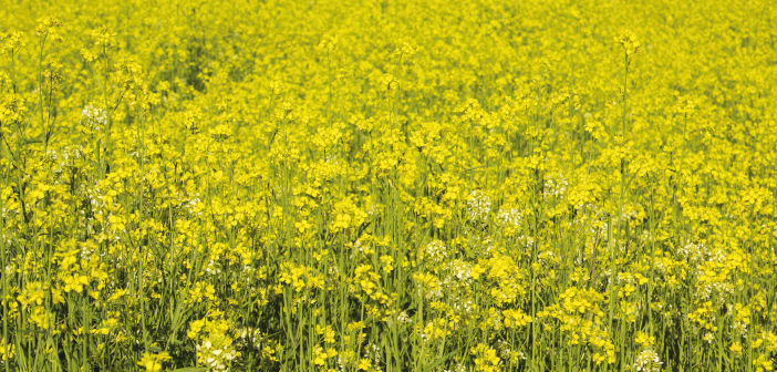 AHDB publishes online Recommended Lists for 23/24 oilseed_rape