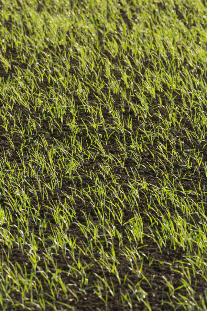 Major AHDB Recommended Lists review commences phosphorus_liberator_spring_cereals