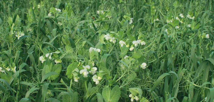 Regenerative Agriculture regenerative_agriculture