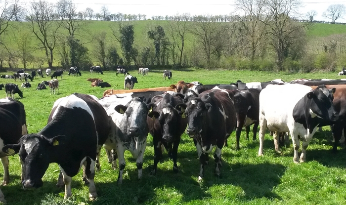 Capturing the cream – more milk fat at turnout