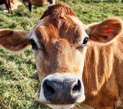 University trial shows that oregano essential oil can increase milk production in jersey cows