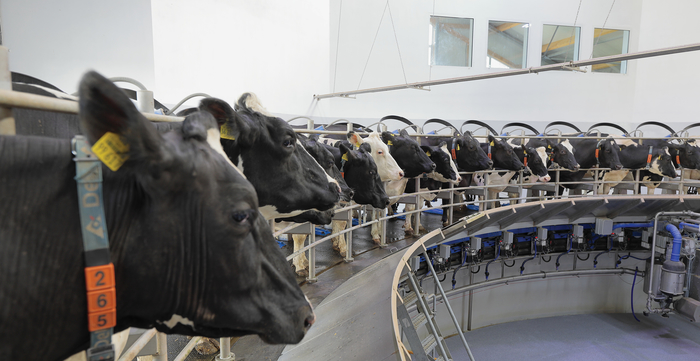 ‘Think Big’ to go grow herd size