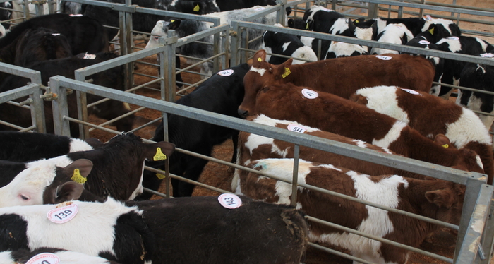 Livestock market adapts to GB Dairy Calf Strategy