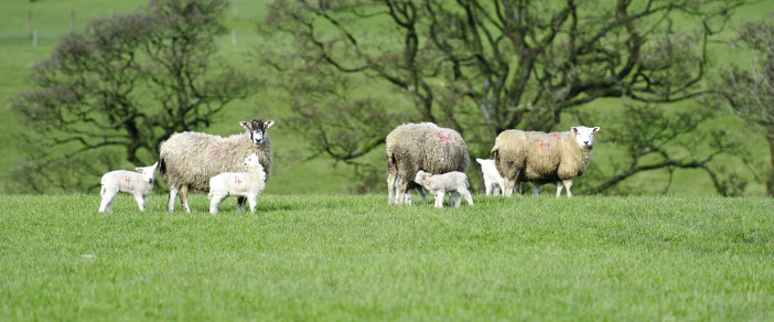 Energy requirements critical in post-lambing ewe management Post-lamb ewe management_2