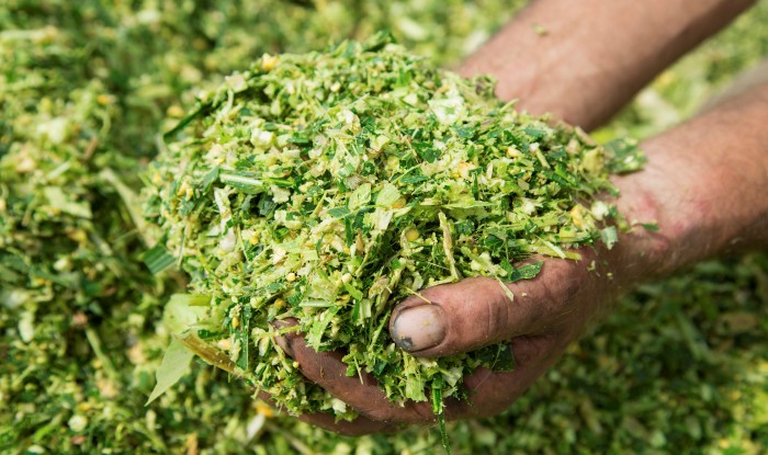 Testing maize silage to maximise bypass starch benefit