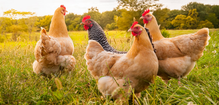 Poultry housing measures lifted chickens